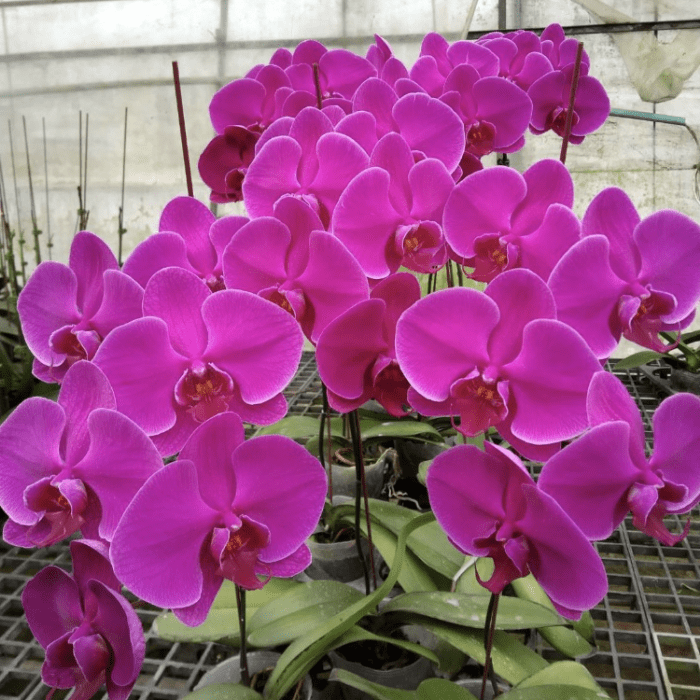 Phalaenopsis HP 35