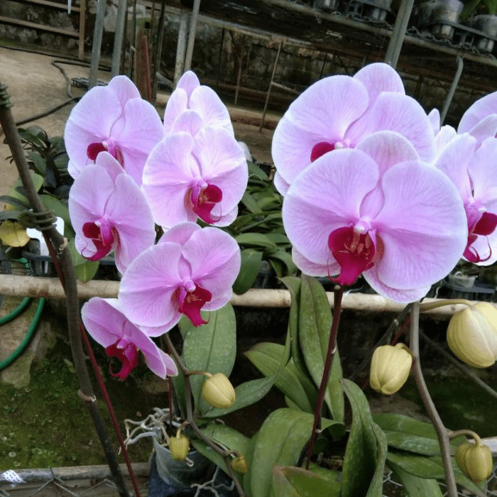 Phalaenopsis LP351