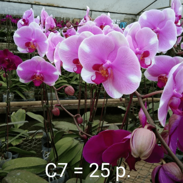 Phalaenopsis LP352
