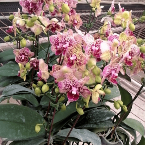 Phalaenopsis Mini AS01
