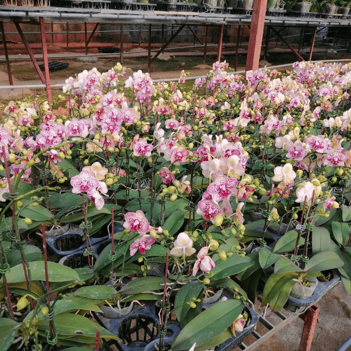 Phalaenopsis Mini AS02