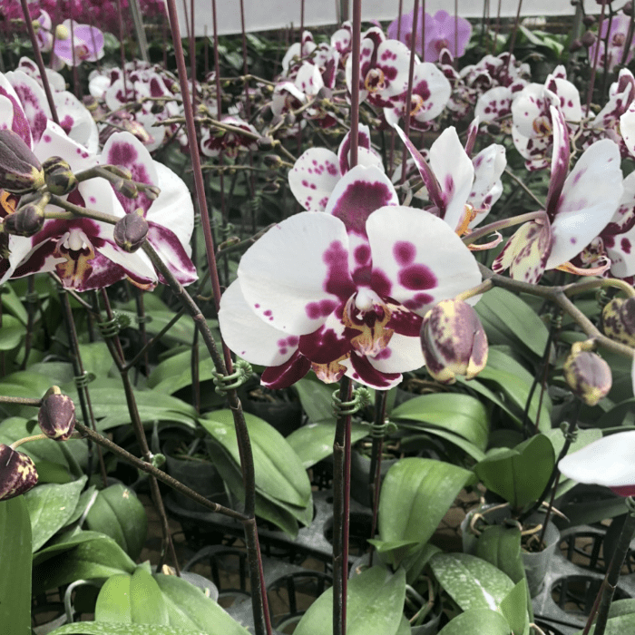 Phalaenopsis Mini AS05