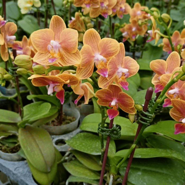 Phalaenopsis Mini Or01