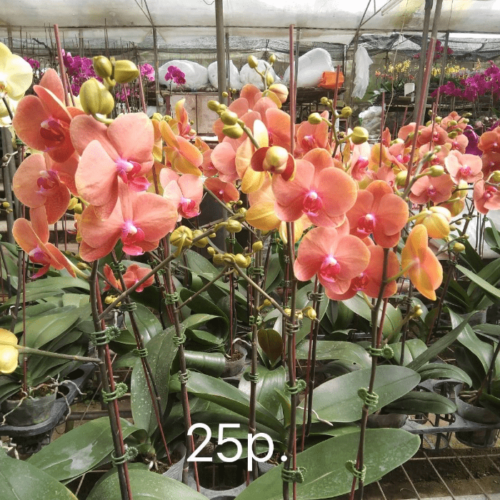 Phalaenopsis Mini Or02