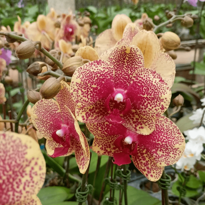 Phalaenopsis Mini Or03