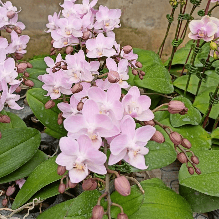 Phalaenopsis Mini Pk01