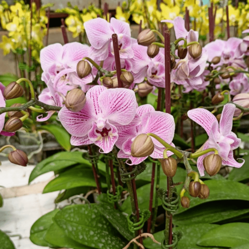 Phalaenopsis Mini Pk02