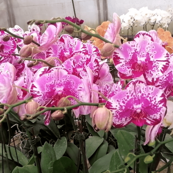 Phalaenopsis Mini Pk06