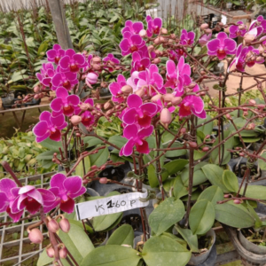 Phalaenopsis Mini Pk08