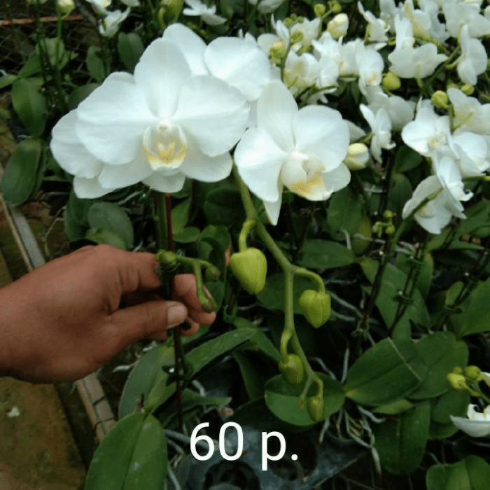 Phalaenopsis plant Mini Wh01