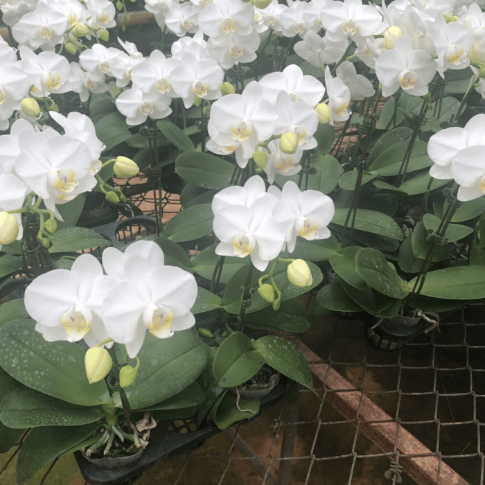 Phalaenopsis plant Mini Wh02