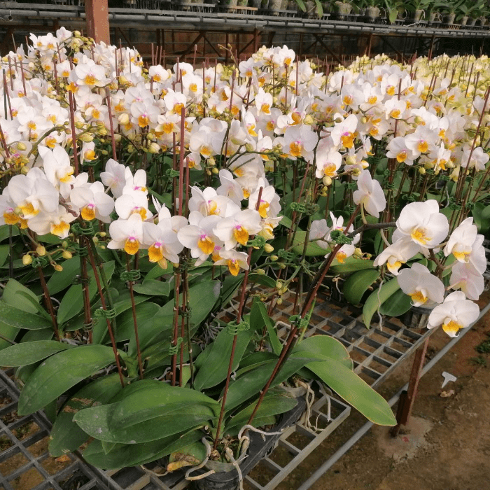 Phalaenopsis plant Mini Wh03