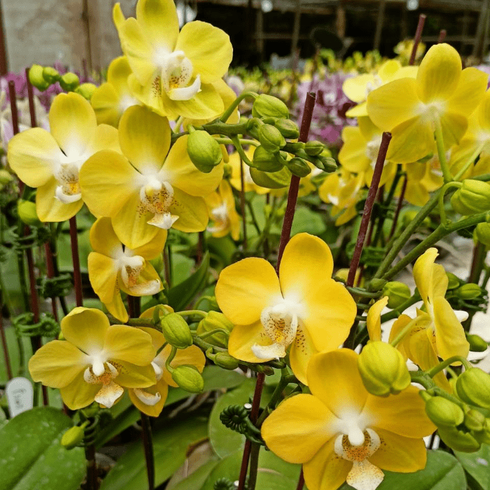 Phalaenopsis plant Mini YL01