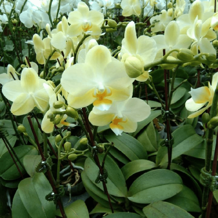 Phalaenopsis plant Mini YL02