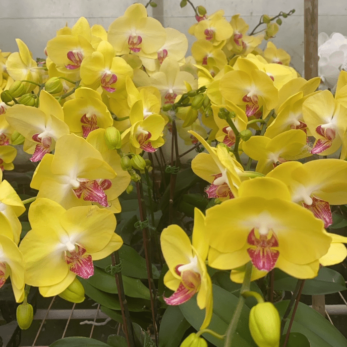 Phalaenopsis Mini YL04