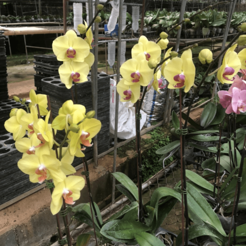 Phalaenopsis Mini YL05 1