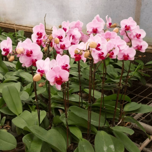 Phalaenopsis PR35 2