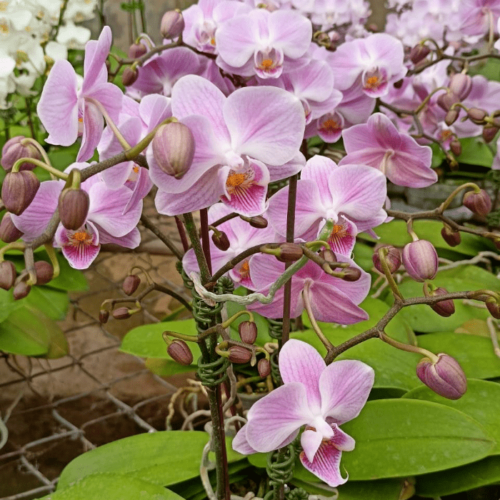 Phalaenopsis SK35