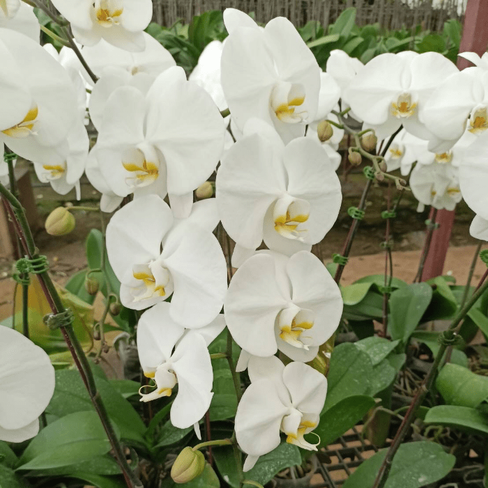 Phalaenopsis W35