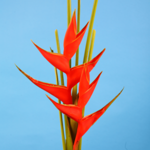 Red Heliconia