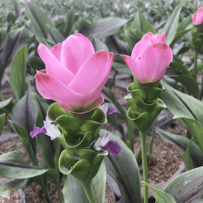 siam tulip Rose Pink