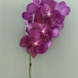 Vanda Pink#1