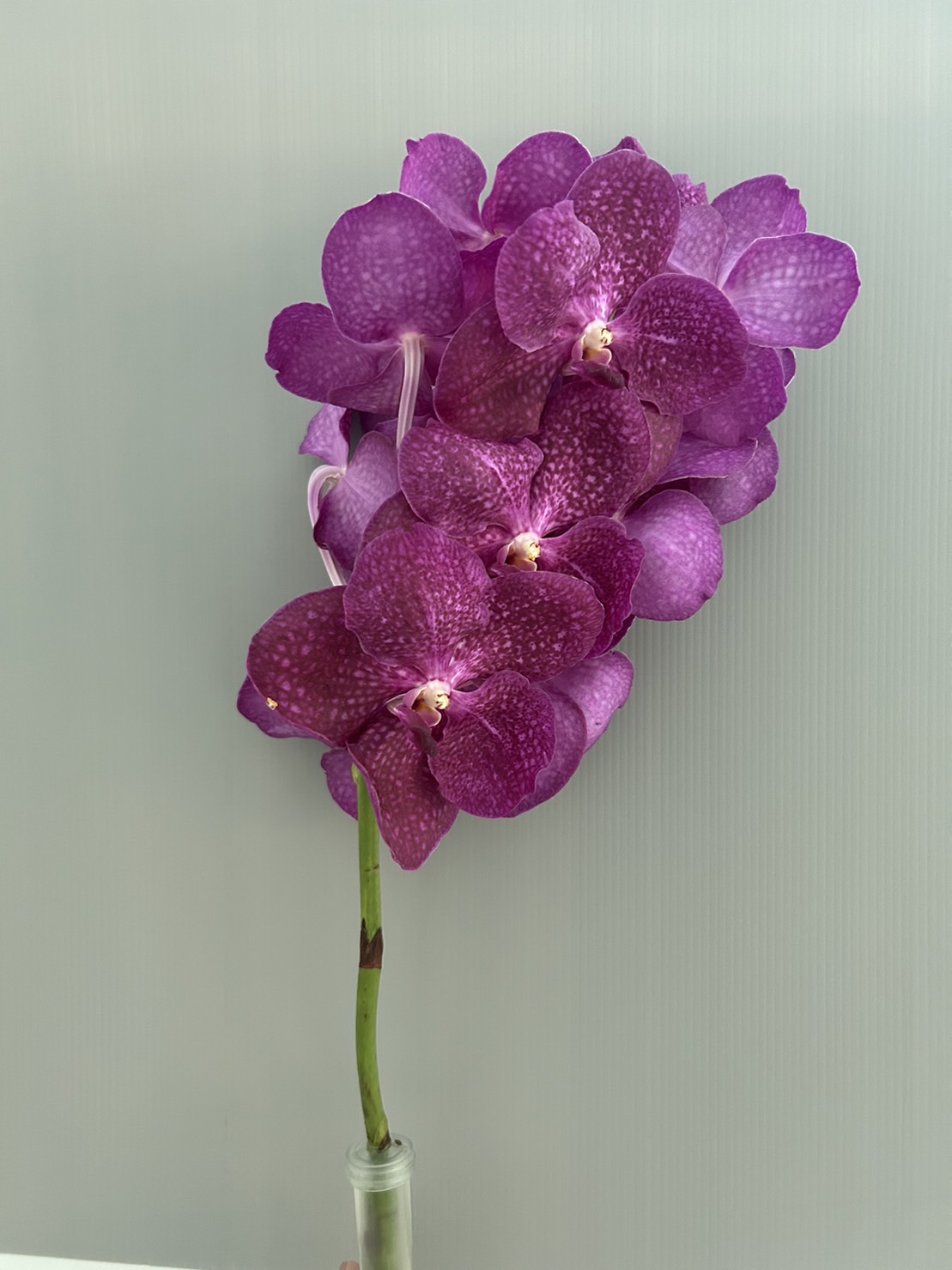 Vanda Pink#1