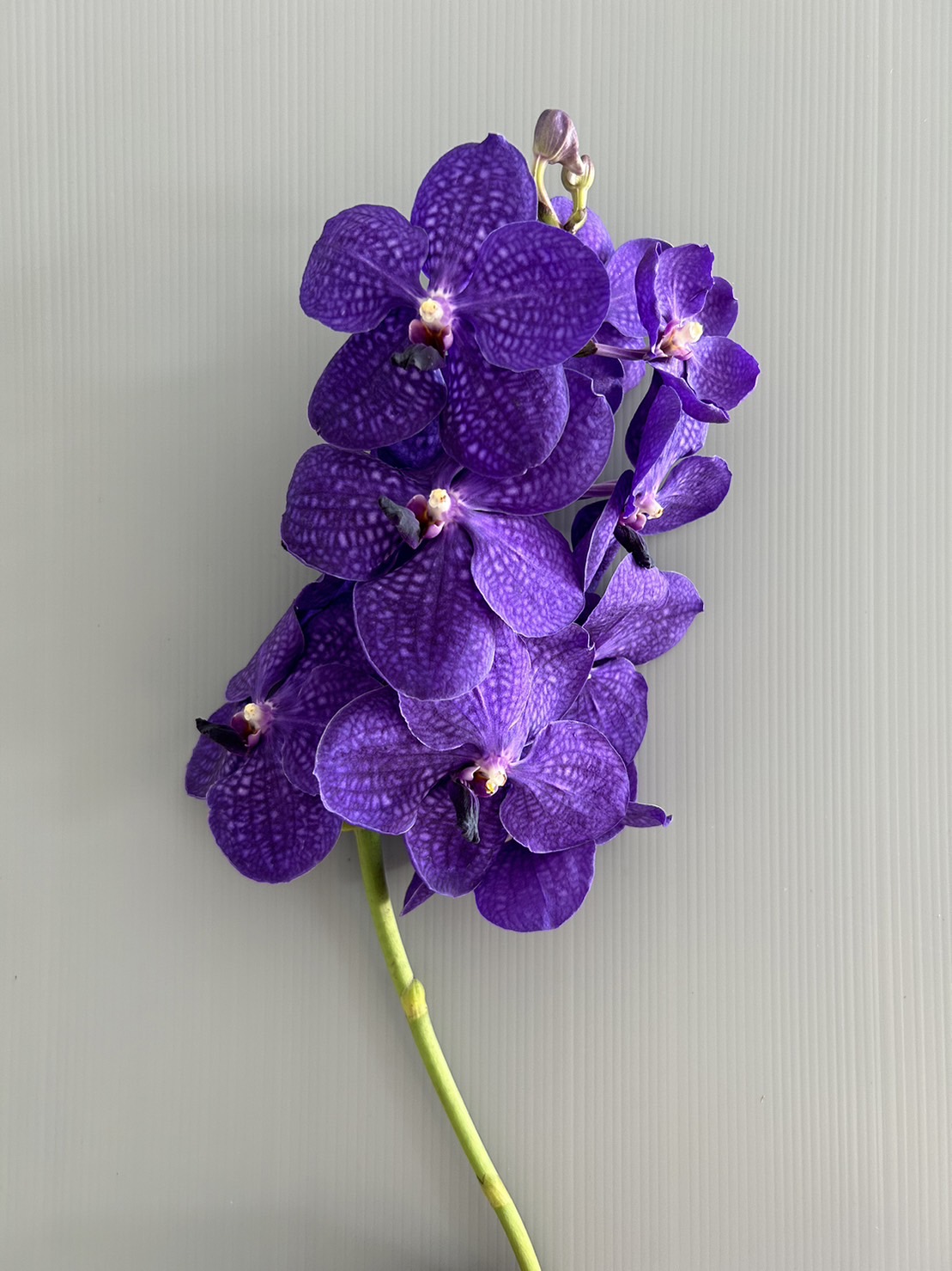 vanda patchara