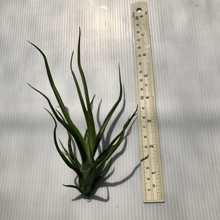 Tillandsia Bulbosa Hybrid