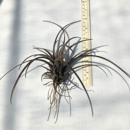 Tillandsia Domingensis