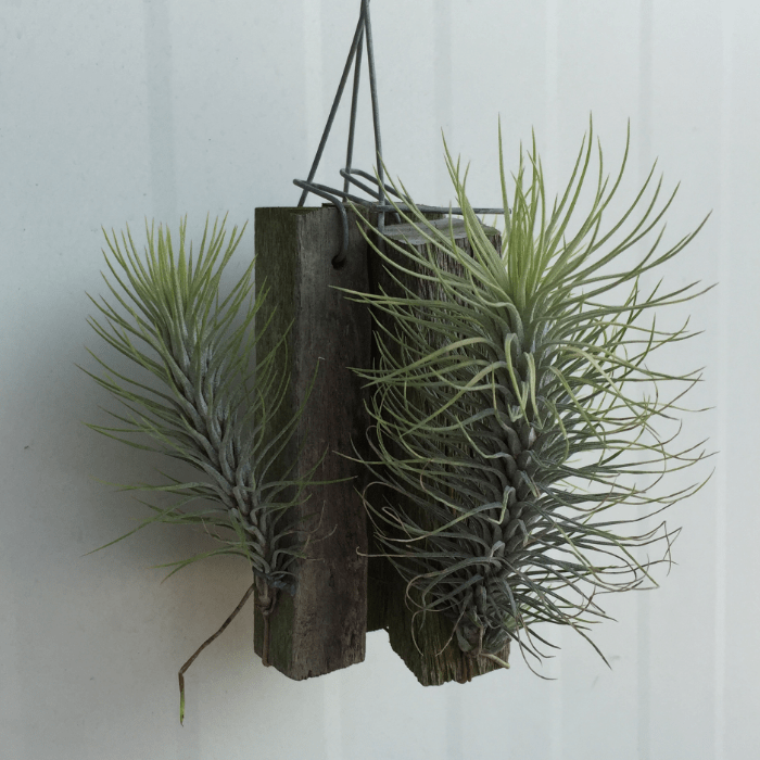 Tillandsia Funcgiana 3p