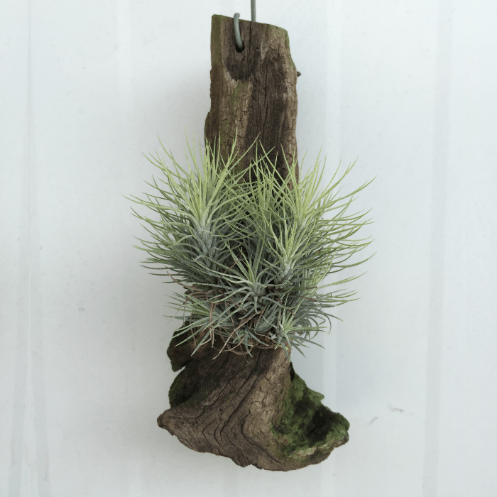 Tillandsia Funcgiana wood