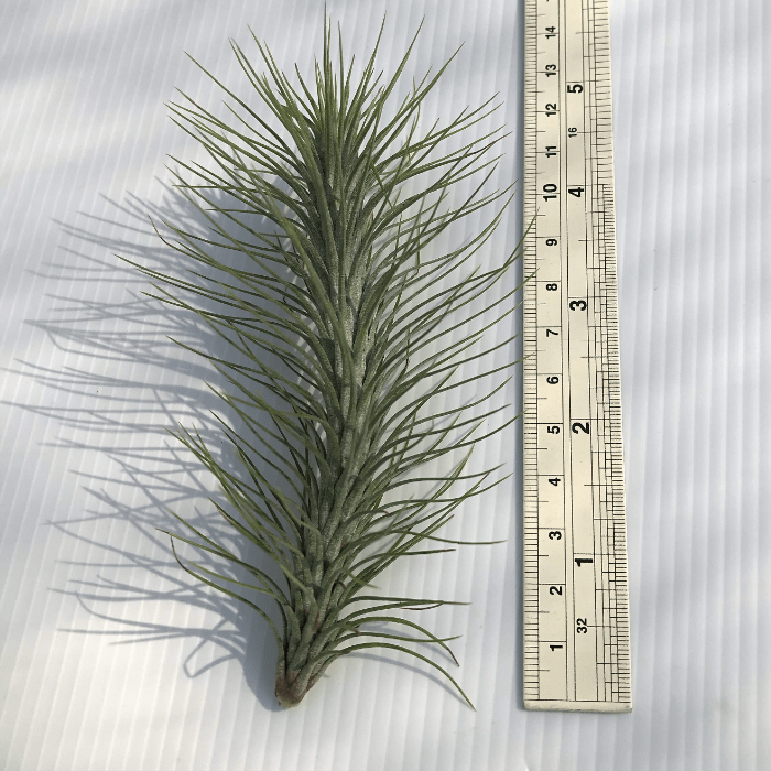 Tillandsia Funcgiana