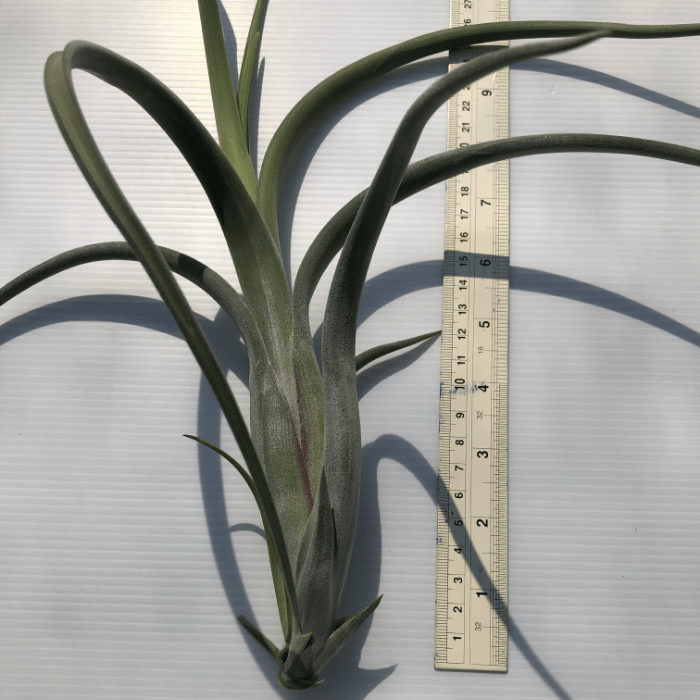 Tillandsia Inter Large Form