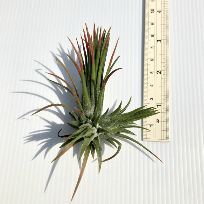 Tillandsia Ionantha Fuego