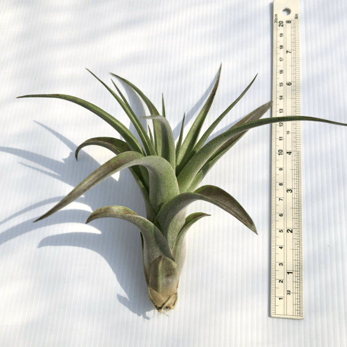 Tillandsia Love Knot