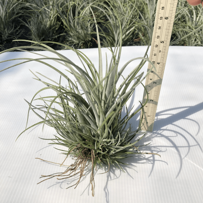 Tillandsia Utriculata