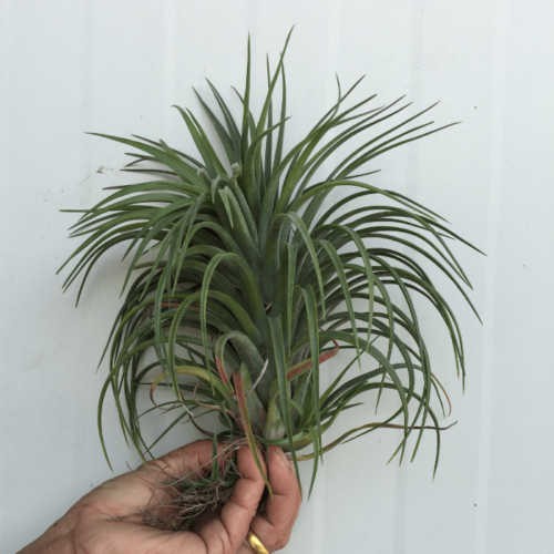 Tillandsia Victoria