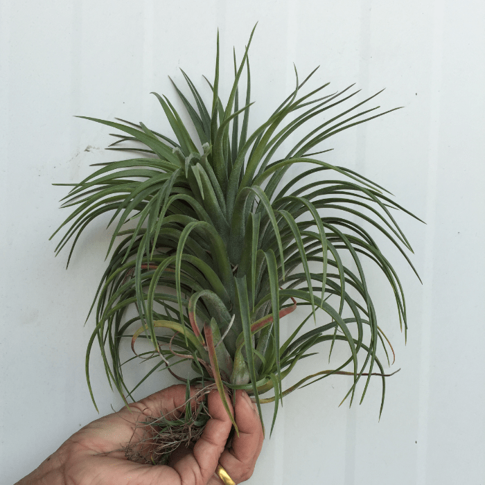 Tillandsia Victoria