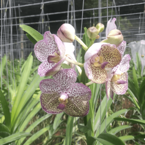 Vanda AS01