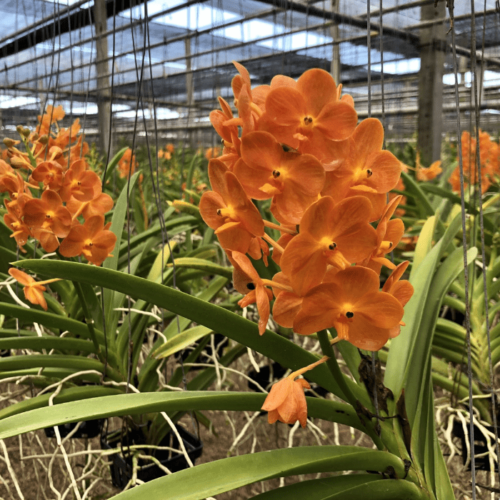 Vanda Orange