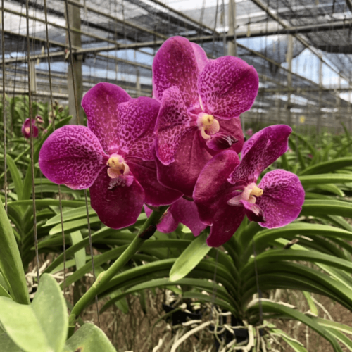 Vanda PK 01 2