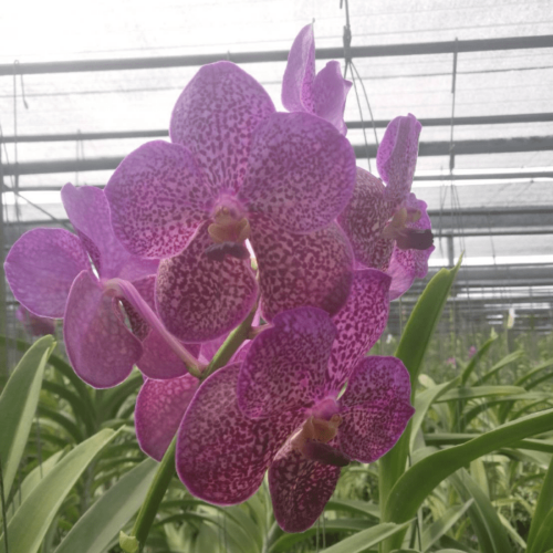 Vanda Pk 03 2