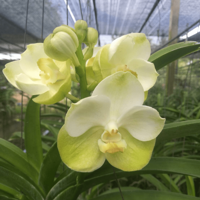 Vanda Yellow 1