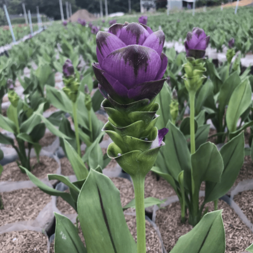 Siam tulip purple