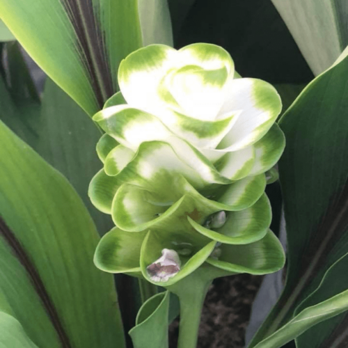 Siam tulip white Green Spiral