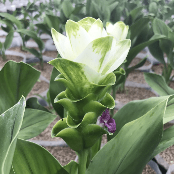 Siam tulip white Green