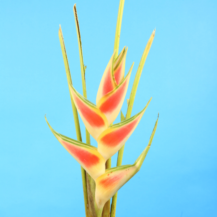 Yellow Heliconia