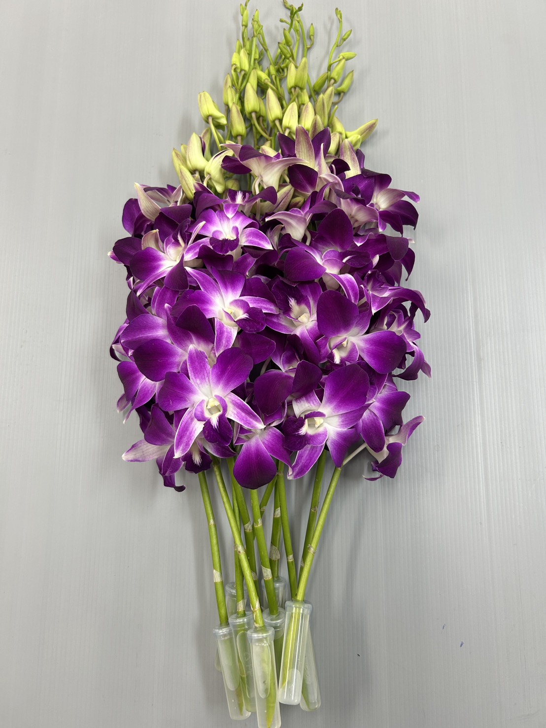 Den Sonia - Lee Orchid