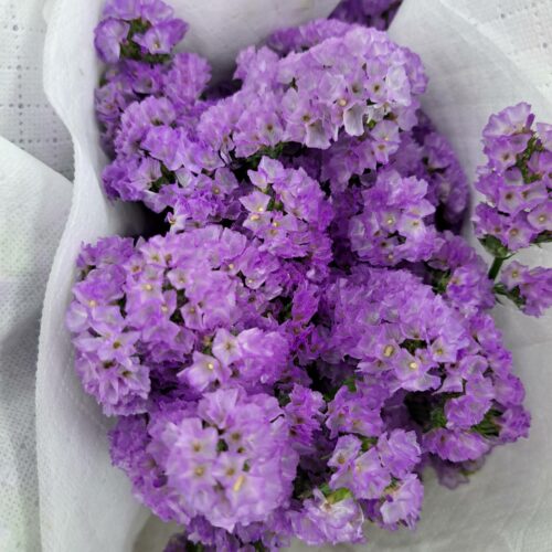 lavender statice